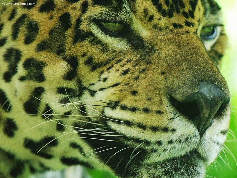 Leopard Face Close-up — Yellow, Calm
