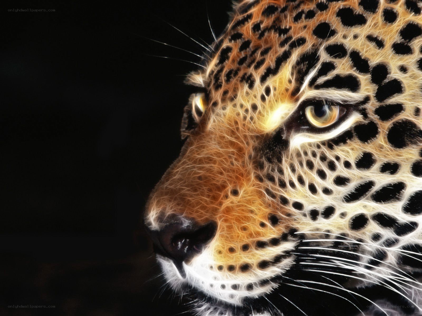 leopard face close-up