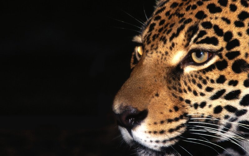 Leopard Face in Profile — Black