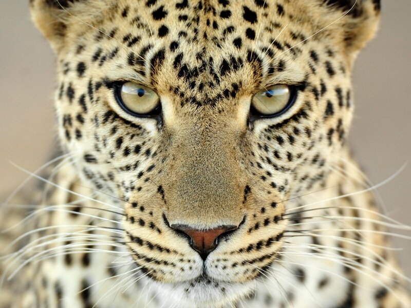 Leopard Face — Tan