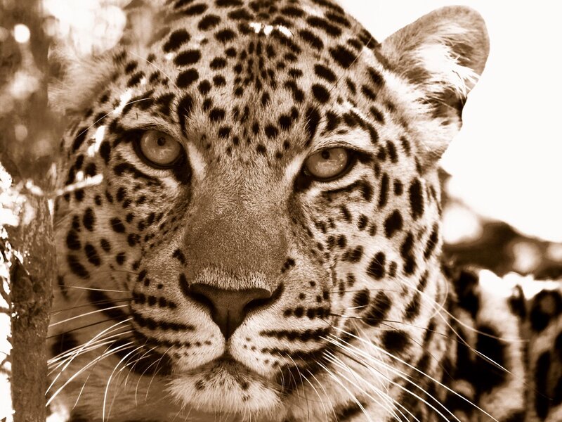Leopard Face