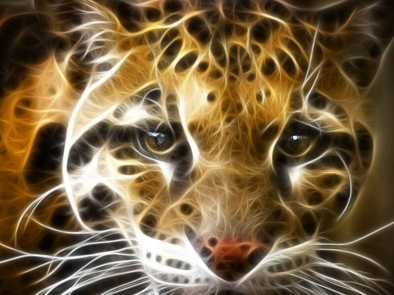 Leopard Face — Whiskers