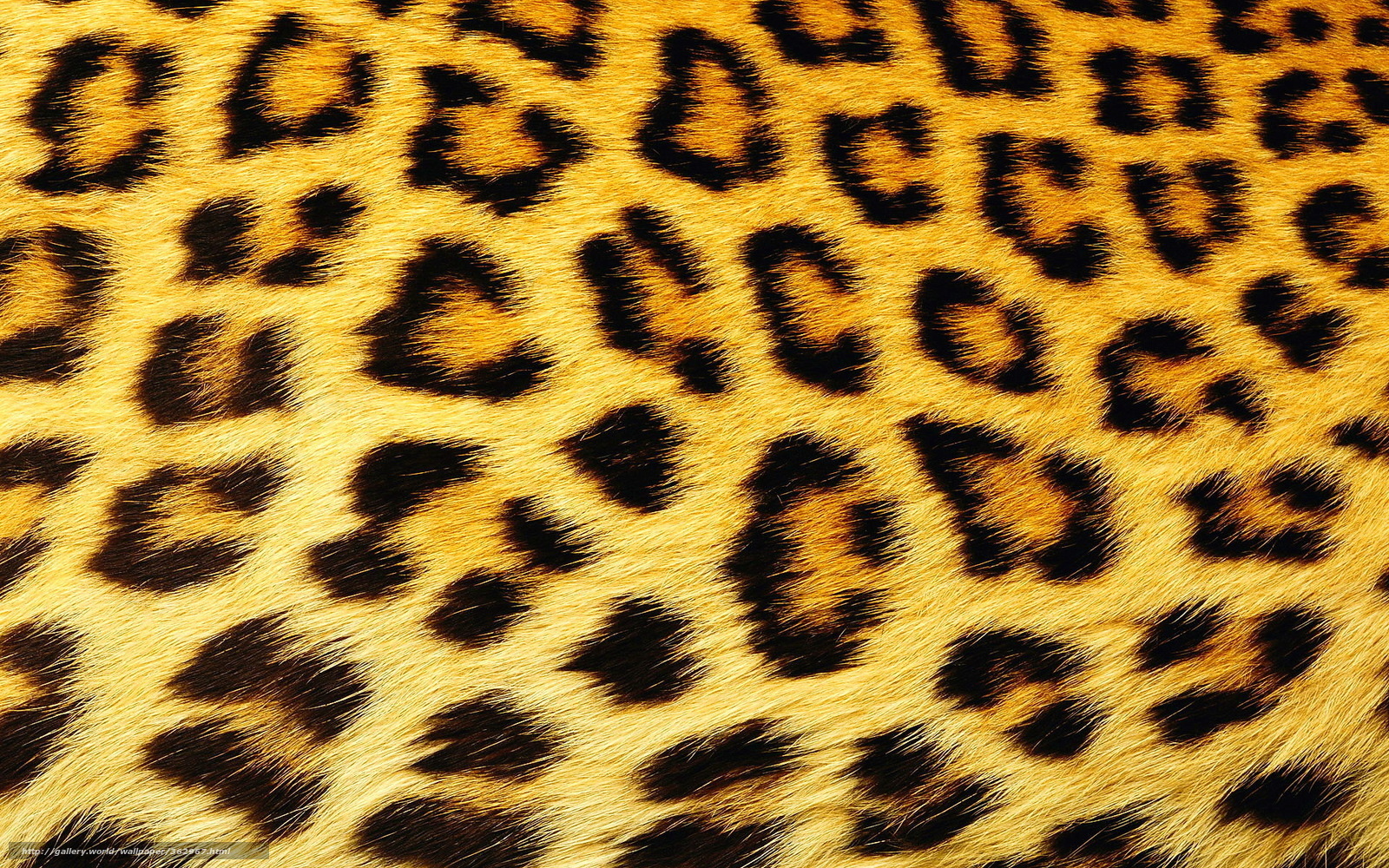 leopard fur pattern