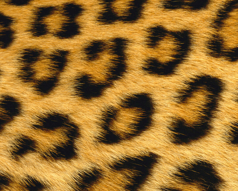 leopard fur pattern