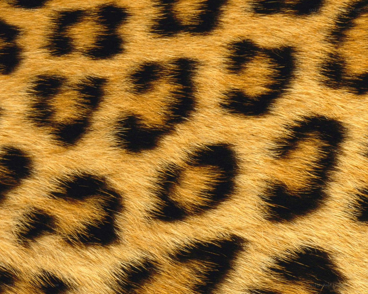 leopard fur pattern