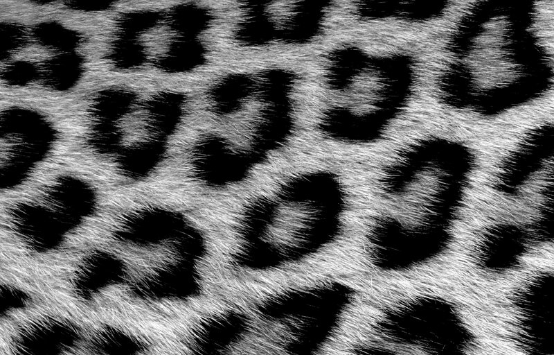 Leopard Fur Pattern — Black