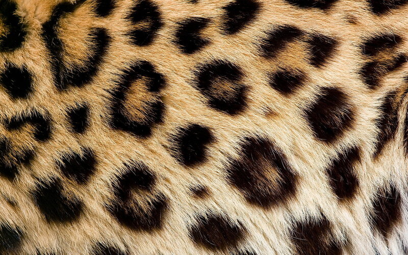 Leopard Fur Pattern — Brown, Natural, Photograph, Spots
