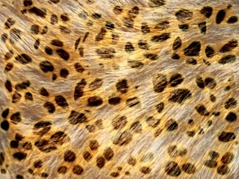 Leopard Fur Pattern — Brown, Natural, Photograph