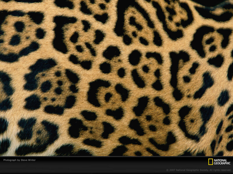 Leopard Fur Pattern — Brown, Natural