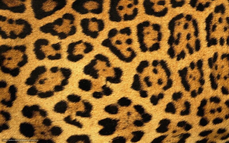 Leopard Fur Pattern — Brown, Photograph