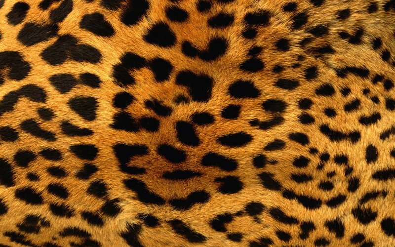 Leopard Fur Pattern — Natural, Black