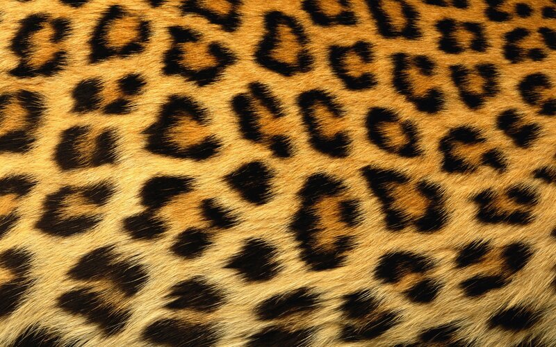 Leopard Fur Pattern — Natural, Spots