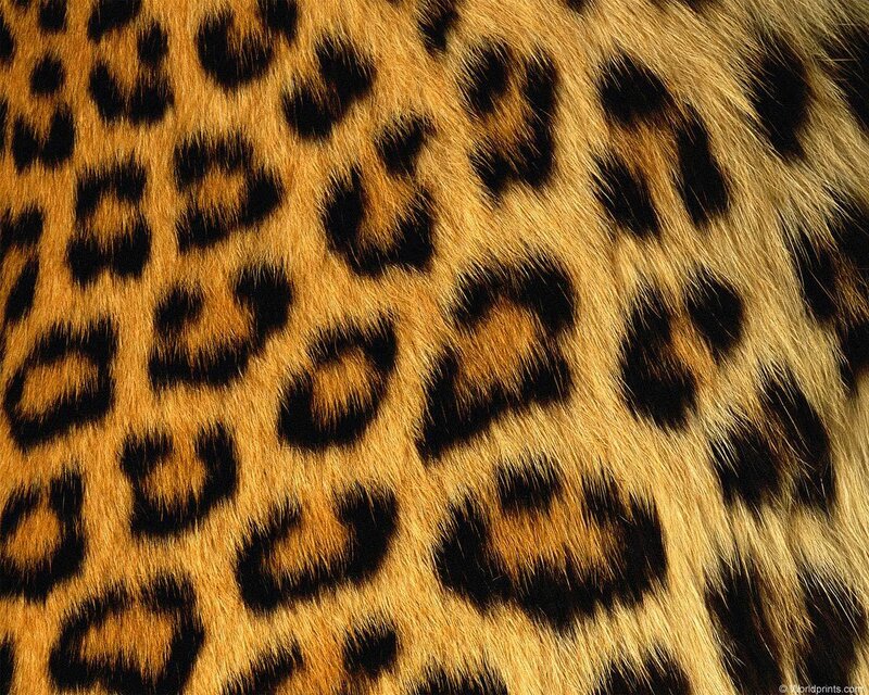 Leopard Fur Pattern — Spots, Black