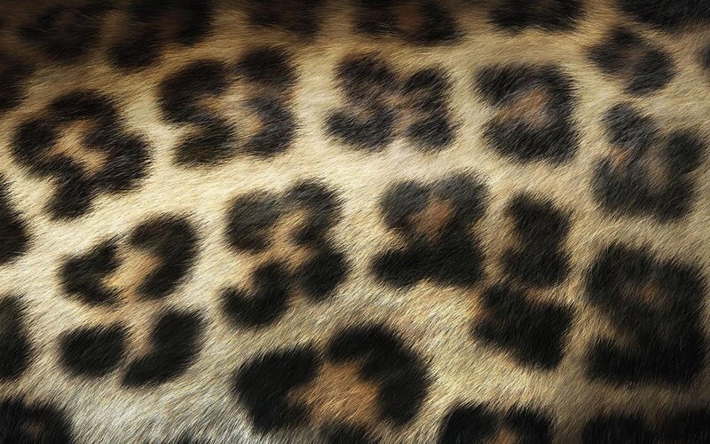 Leopard Fur Pattern — Tan