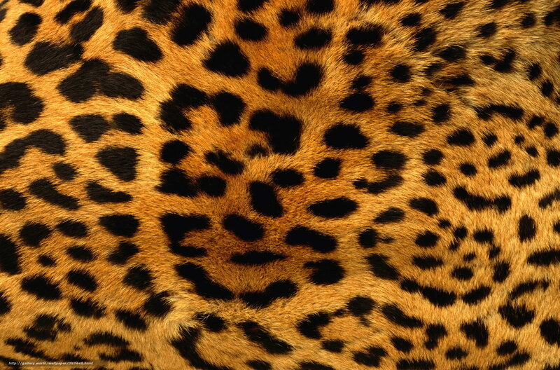 leopard fur pattern