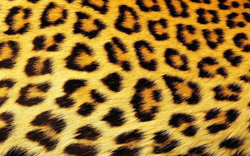 Leopard Fur Pattern — Yellow, Natural, Photograph, Spots
