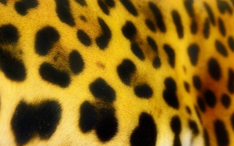 Leopard Fur Pattern — Yellow