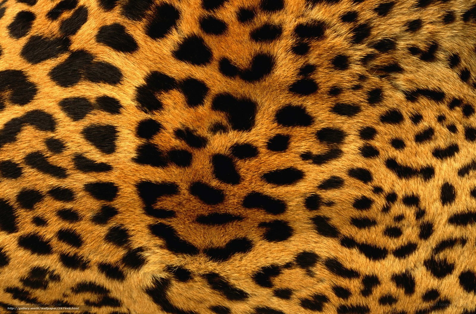 leopard fur pattern