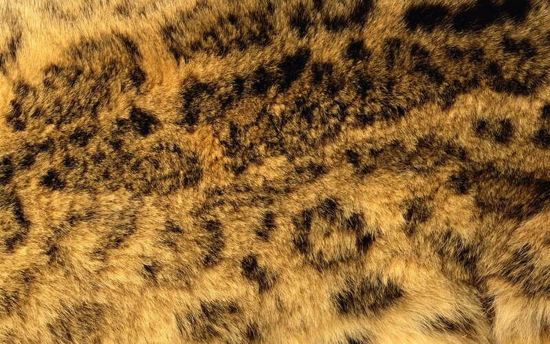 Leopard Fur Texture — Brown