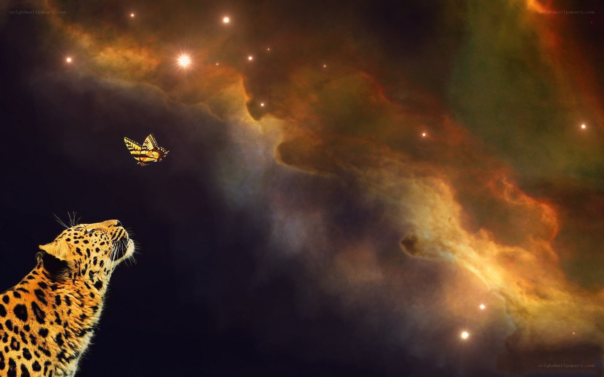 leopard gazes at butterfly in space