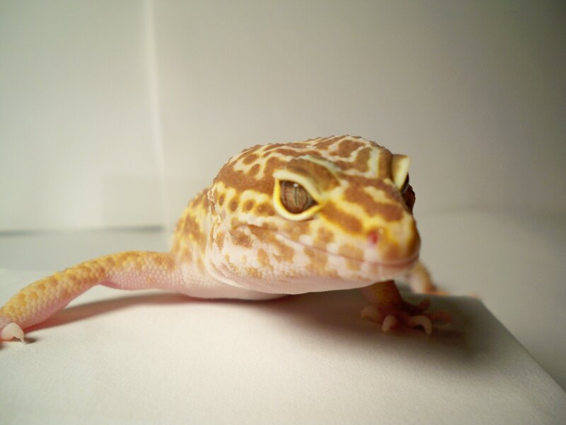 leopard gecko close-up