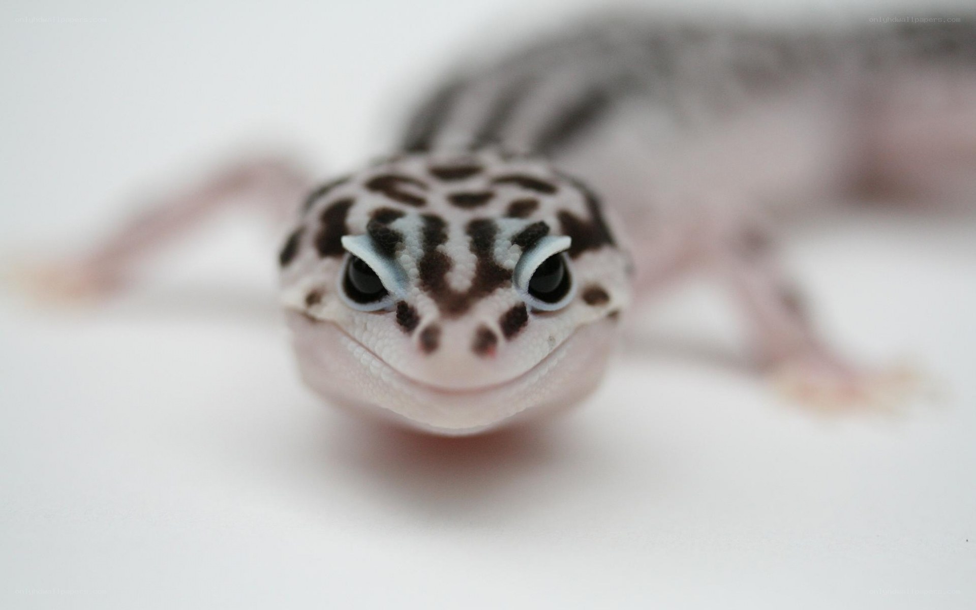 leopard gecko close-up