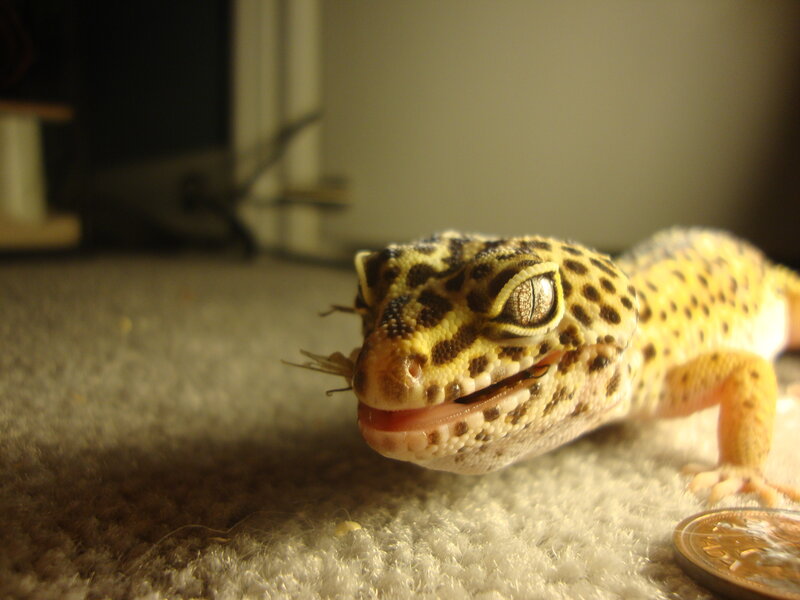leopard gecko eating insect