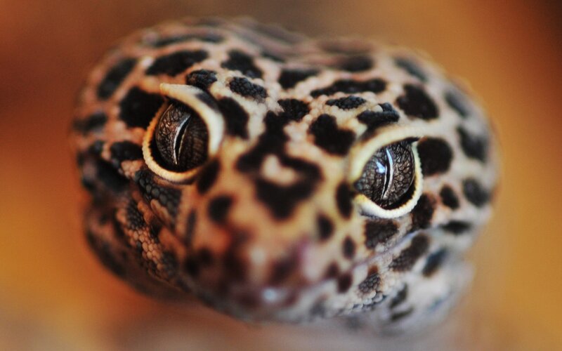Leopard Gecko Face