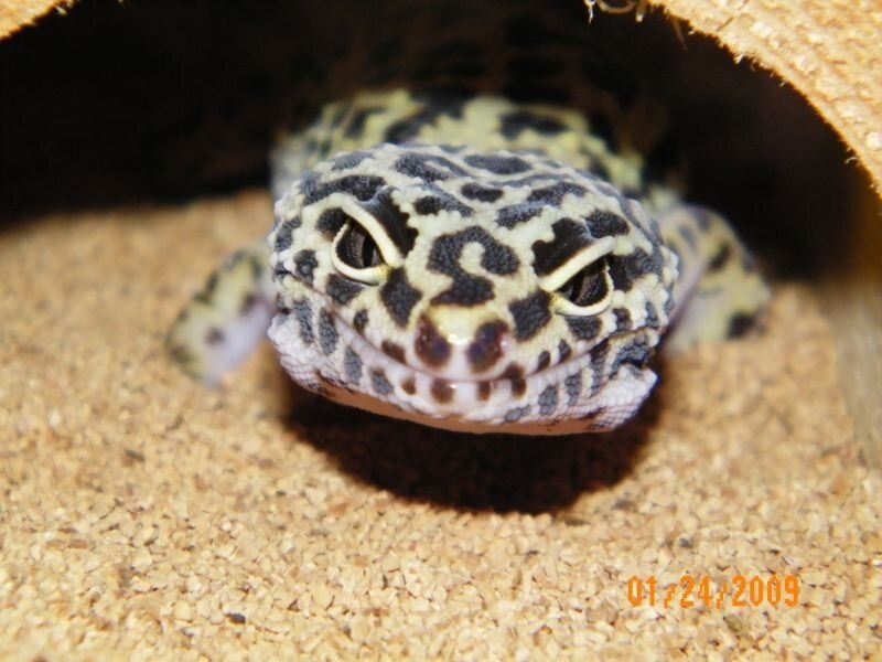 leopard gecko in a hide