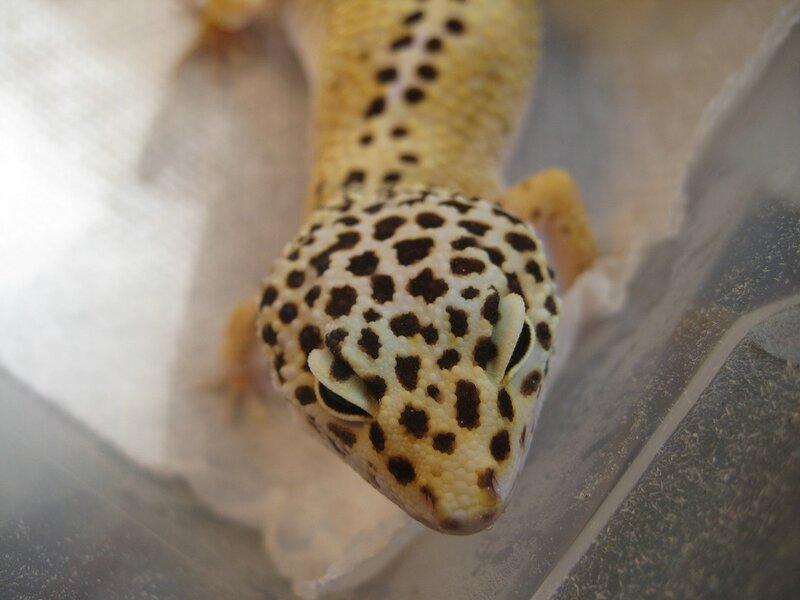 leopard gecko in enclosure