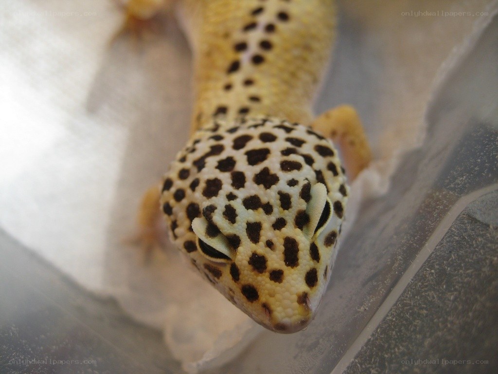 leopard gecko in enclosure