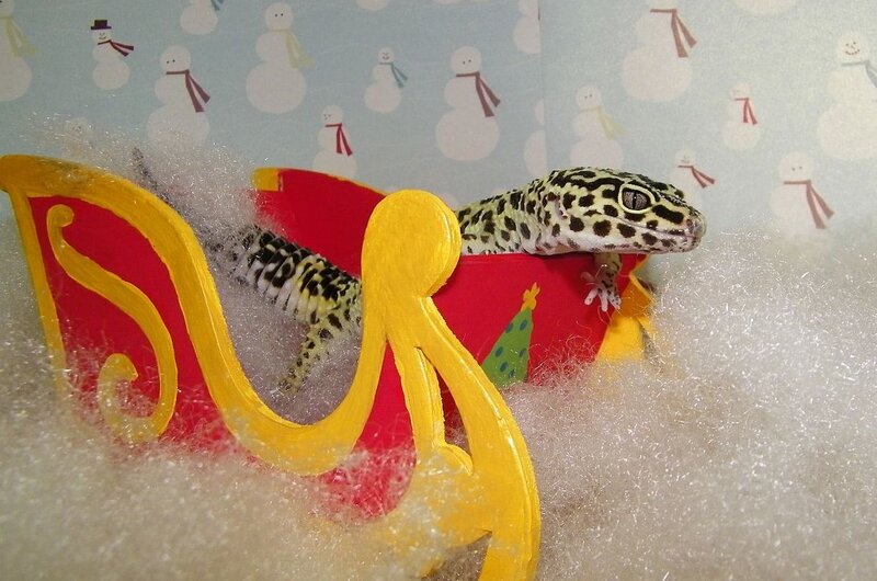 Leopard Gecko in Sleigh