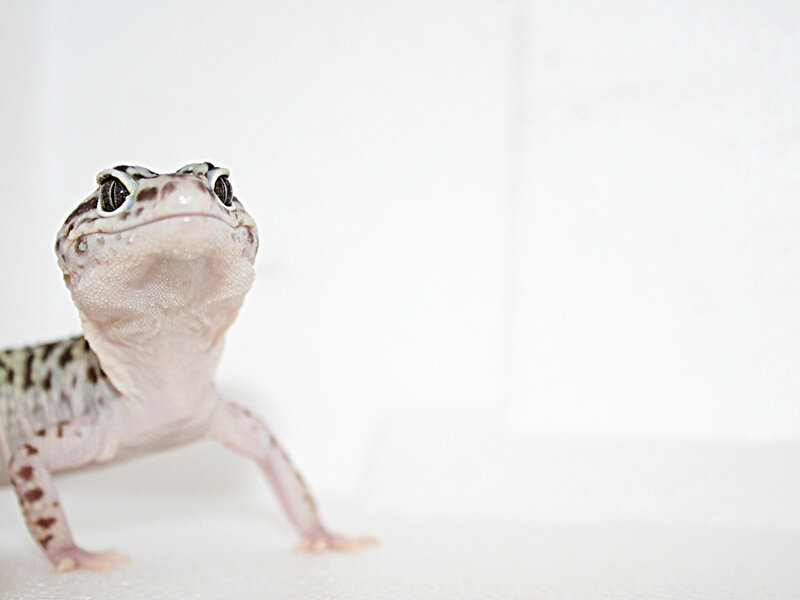 leopard gecko looking up