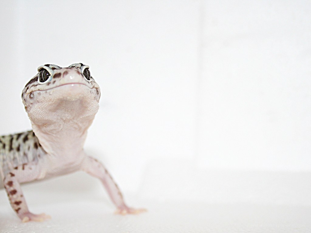 leopard gecko looking up