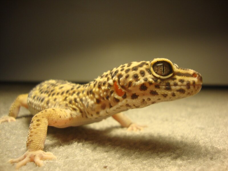 Leopard Gecko on Carpet — Yellow