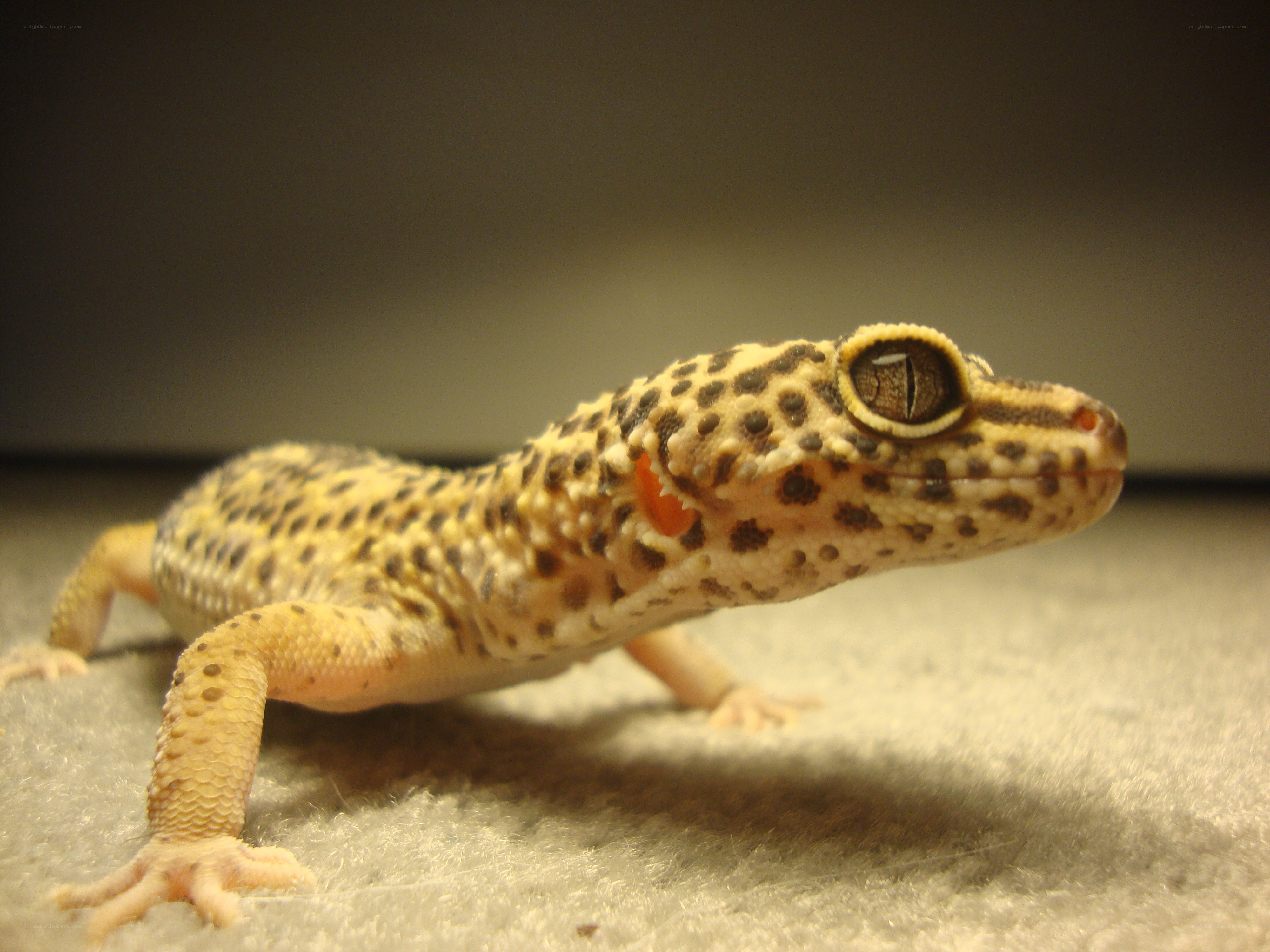 leopard gecko on carpet