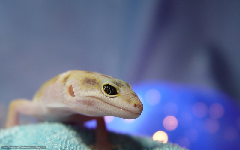 Leopard Gecko on Cloth