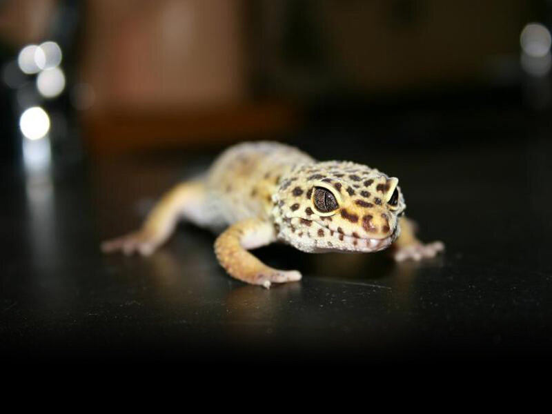 leopard gecko on dark surface