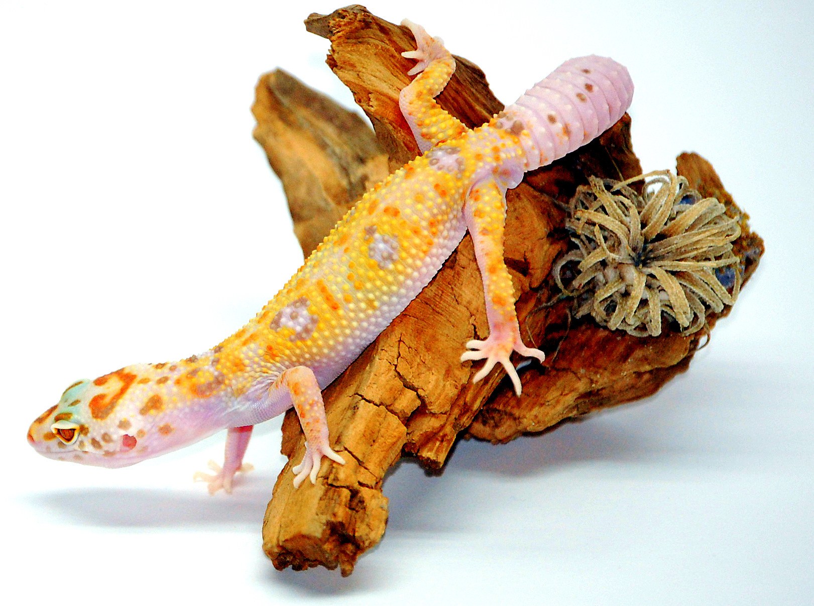leopard gecko on driftwood