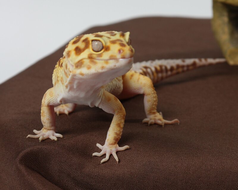 Leopard Gecko on Fabric