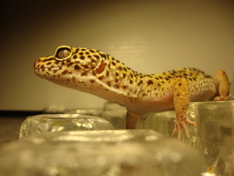 leopard gecko on glass