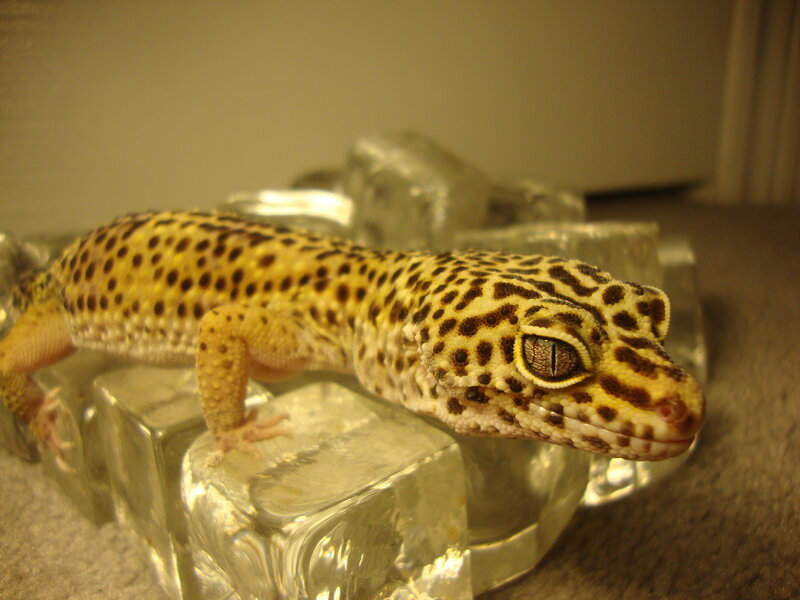 leopard gecko on glass blocks