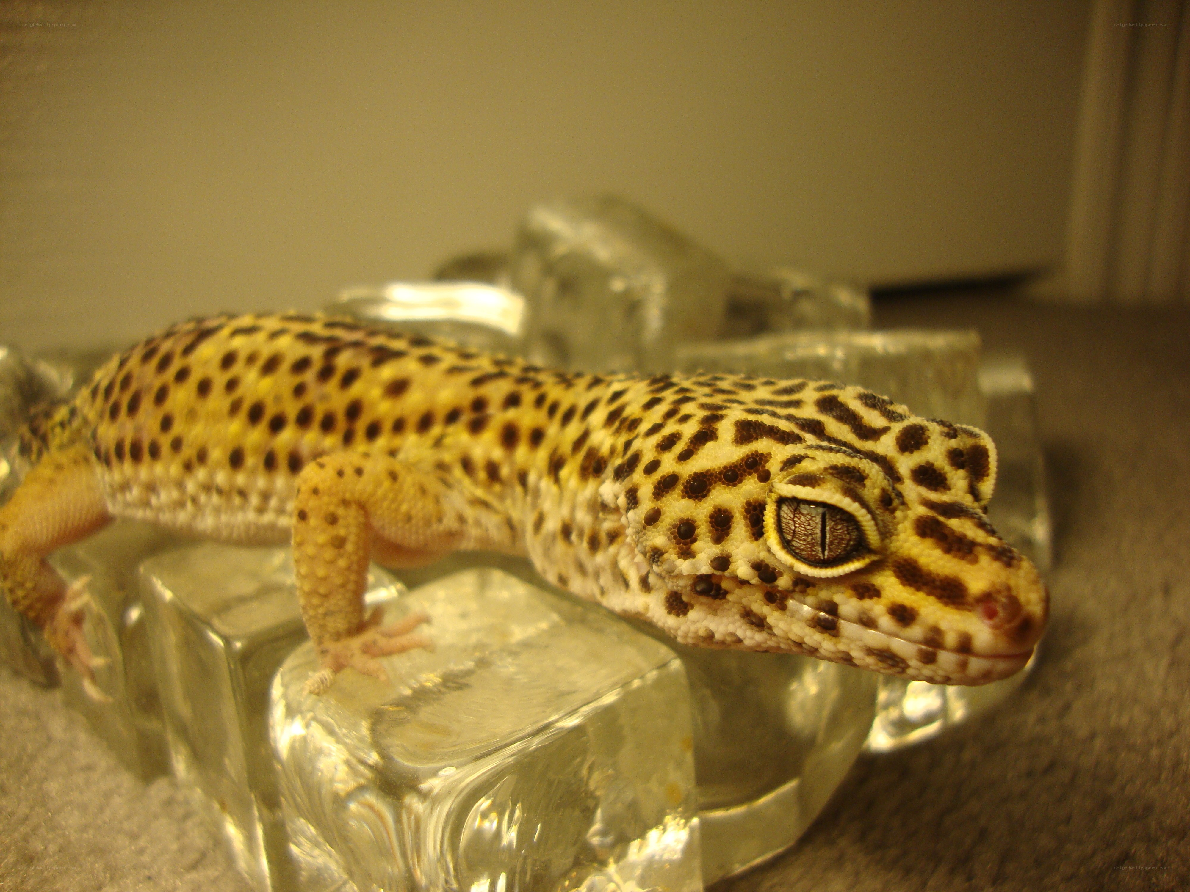 leopard gecko on glass blocks
