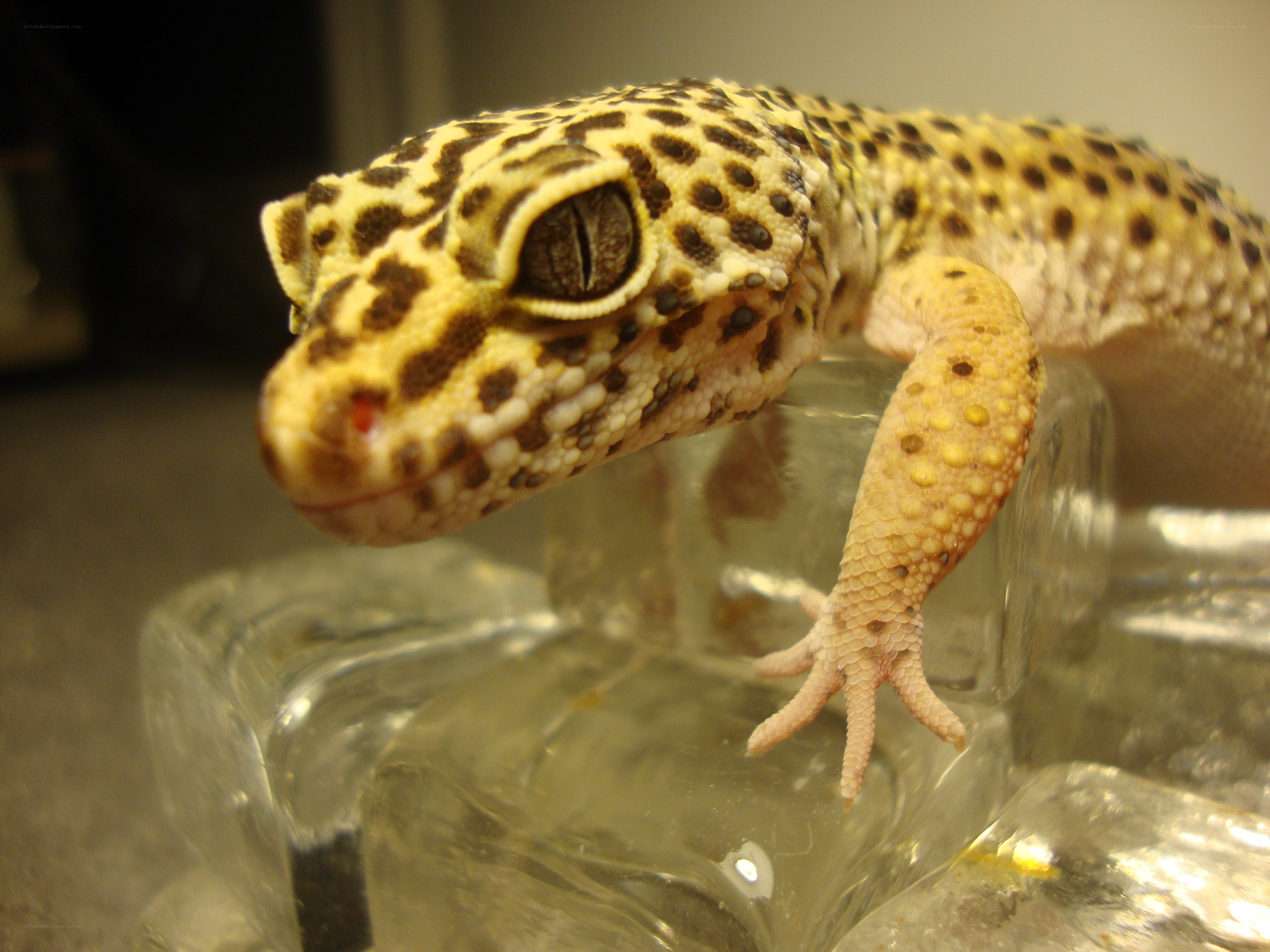 leopard gecko on glass