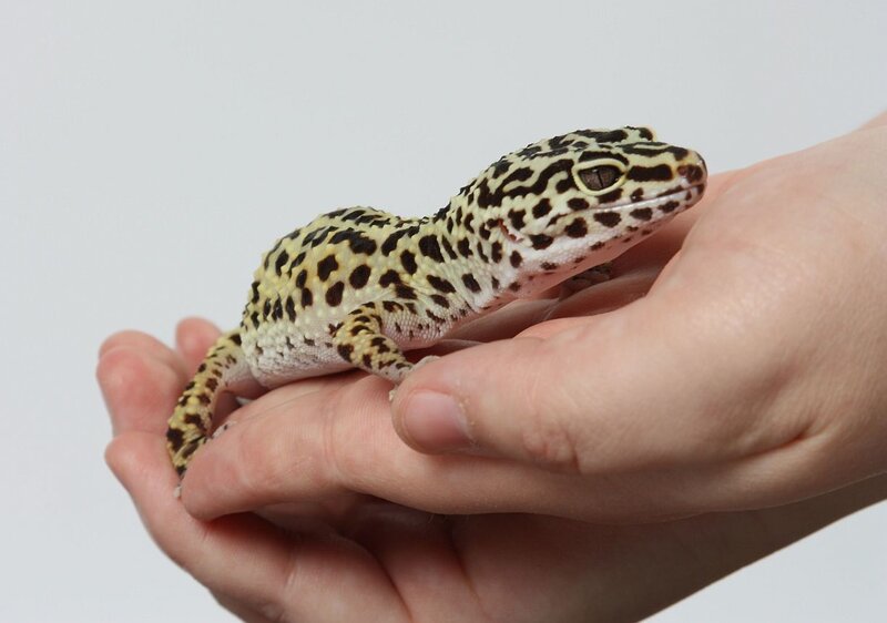 Leopard Gecko on Hand