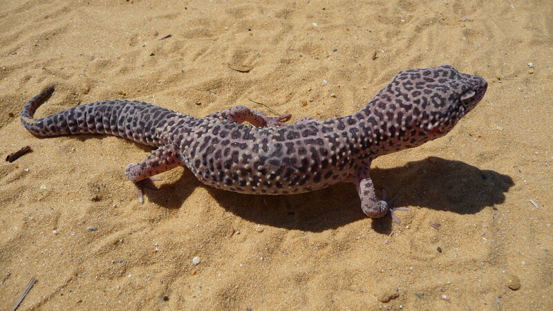 leopard gecko on sand
