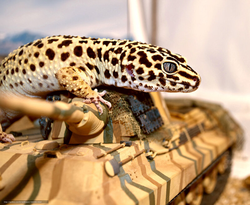 Leopard Gecko on Tank — Brown, Calm