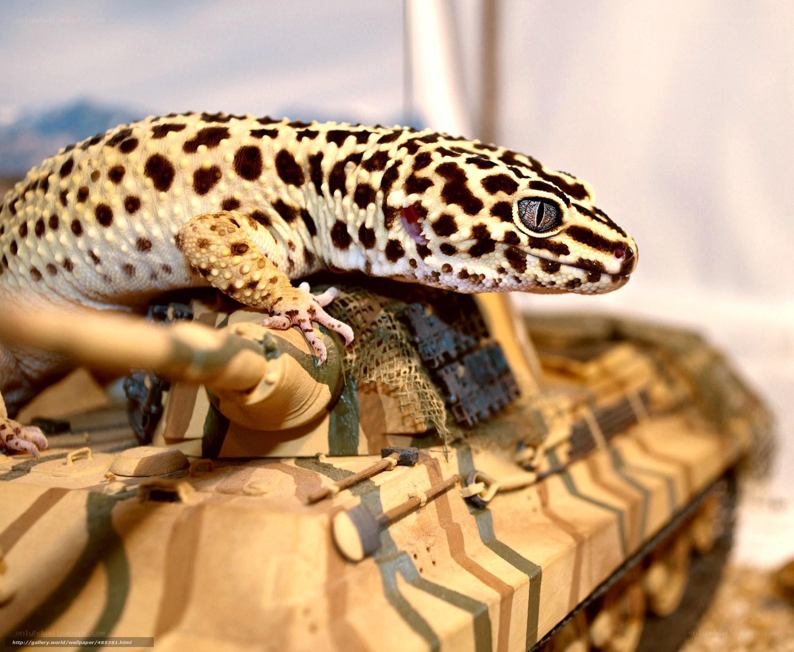 Leopard gecko on tank model