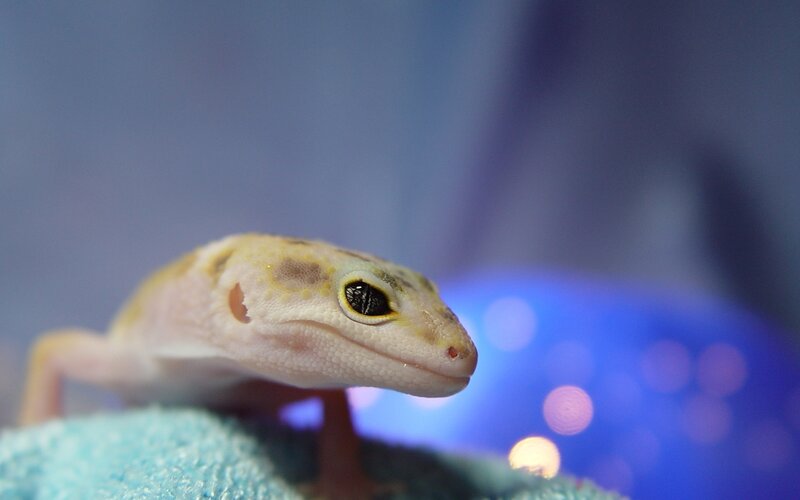 Leopard Gecko on Towel