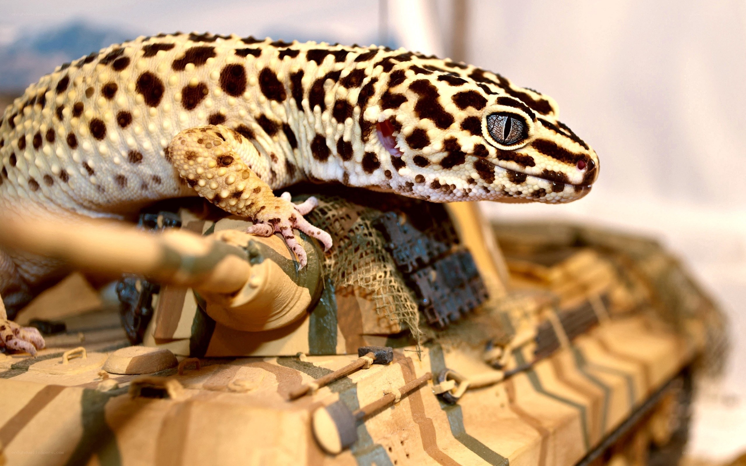 Leopard gecko on toy tank